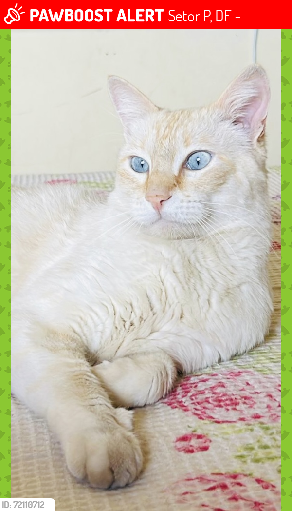 Lost Male Cat last seen Próximo a Escola Classe 36 de Ceilândia - Brasília/DF, Setor P, DF 72240-800