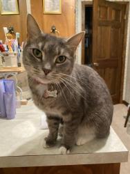 Lost Female Cat last seen Robley Dr., Lafayette, LA 70503