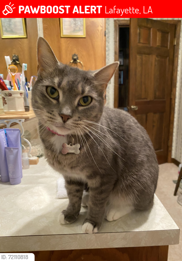 Lost Female Cat last seen Robley Dr., Lafayette, LA 70503