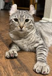 Lost Female Cat last seen Dolomite and Tower Terrace, San Antonio, TX 78259