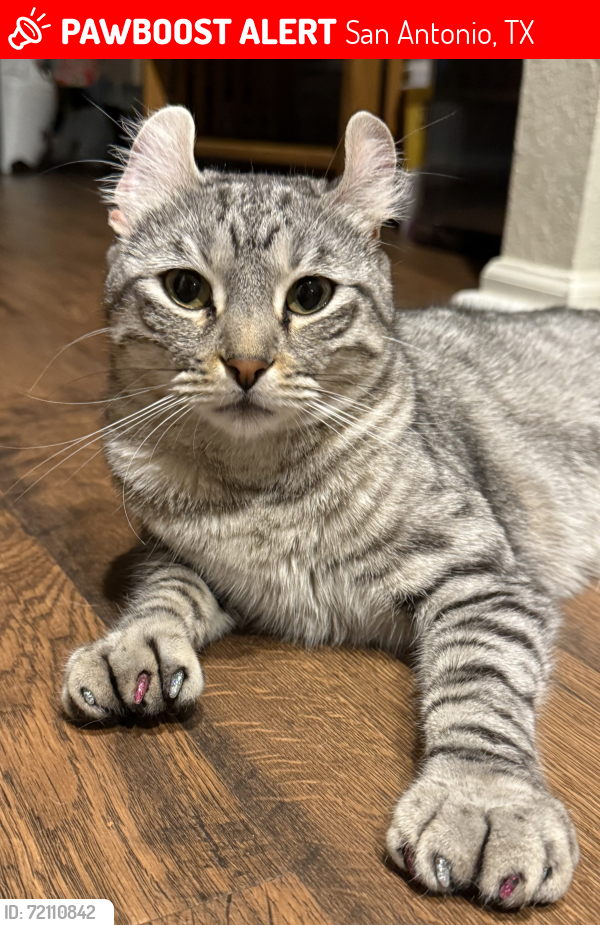 Lost Female Cat last seen Dolomite and Tower Terrace, San Antonio, TX 78259