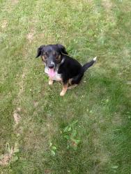 Lost Female Dog last seen Red Clover Drive & Whiskey Jack Rd, Sandpoint, ID 83864