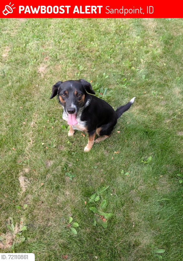 Lost Female Dog last seen Red Clover Drive & Whiskey Jack Rd, Sandpoint, ID 83864