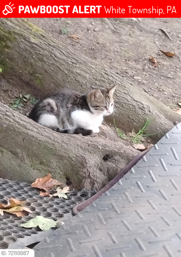 Lost Male Cat last seen South 3rd Street and Grandview , White Township, PA 15701