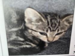 Lost Male Cat last seen Hickory and Good Latimer, Dallas, TX 75226
