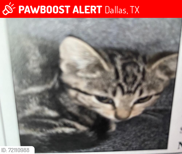Lost Male Cat last seen Hickory and Good Latimer, Dallas, TX 75226
