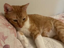 Reunited Male Cat last seen Prime point rd, Wendell, NC 27545