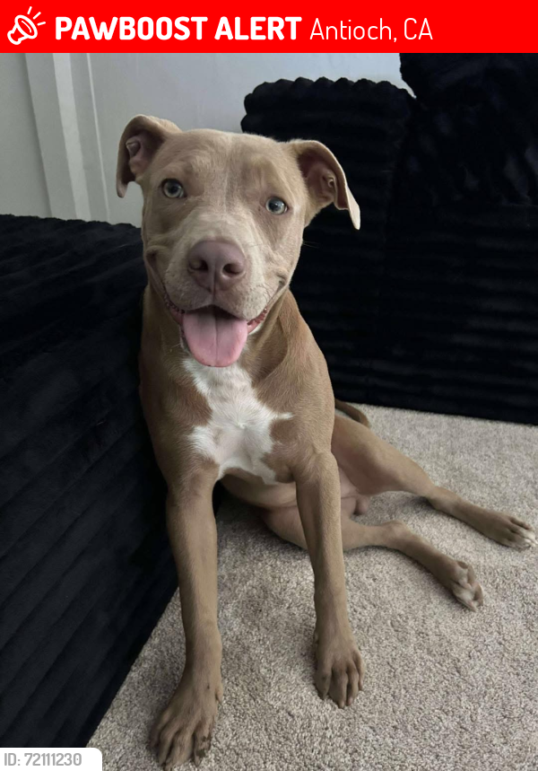 Lost Male Dog last seen A st. , Antioch, CA 94509