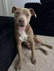 Lost Male Dog last seen A st. , Antioch, CA 94509