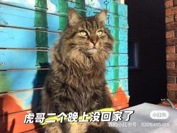 Lost Male Cat last seen Idlewilde cres  Mississauga ON L5M 4E7。Canada.b, Mississauga, ON L5M 4E7
