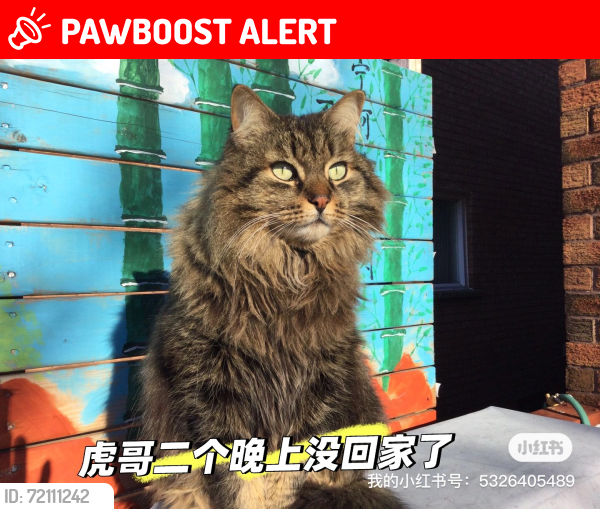 Lost Male Cat last seen Idlewilde cres  Mississauga ON L5M 4E7。Canada.b, Mississauga, ON L5M 4E7