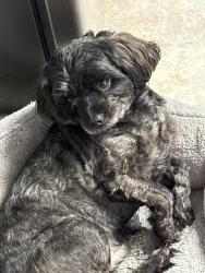 Lost Male Dog last seen Bennett and northdale, Toledo, OH 43612