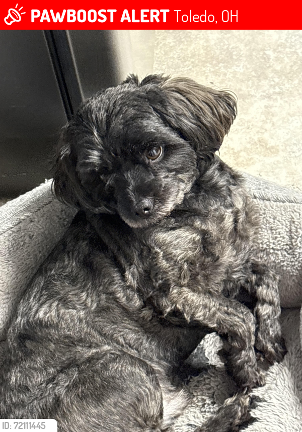 Lost Male Dog last seen Bennett and northdale, Toledo, OH 43612