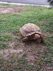 Lost Male Other last seen Near & 475 behind racetrack, Ocala, FL 34471