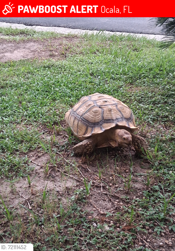 Lost Male Other last seen Near & 475 behind racetrack, Ocala, FL 34471