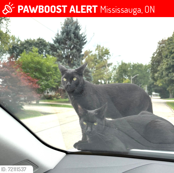 Lost Male Cat last seen Hindhead and Clarkson Road, Mississauga, ON 