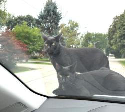Lost Male Cat last seen Hindhead and Clarkson Road, Mississauga, ON 