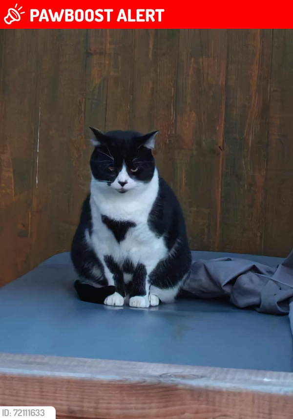 Lost Male Cat last seen Shardlow Road, Alvaston, England DE24