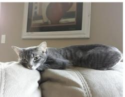 Lost Female Cat last seen River Oaks Drive, Lafayette, IN 47905