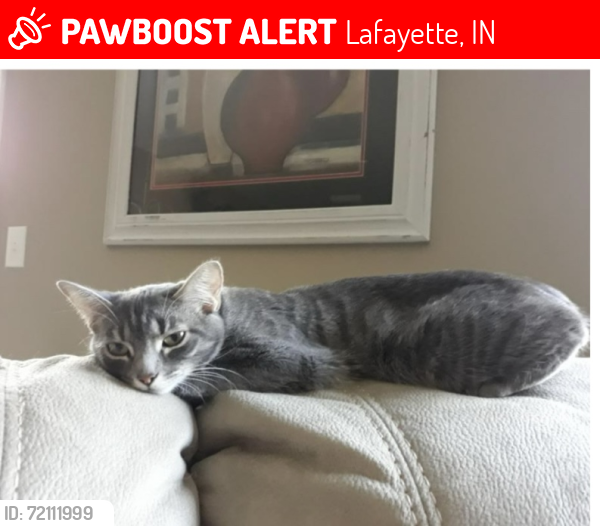 Lost Female Cat last seen River Oaks Drive, Lafayette, IN 47905
