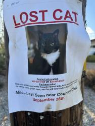 Lost Male Cat last seen Davona drive , San Ramon, CA 94583