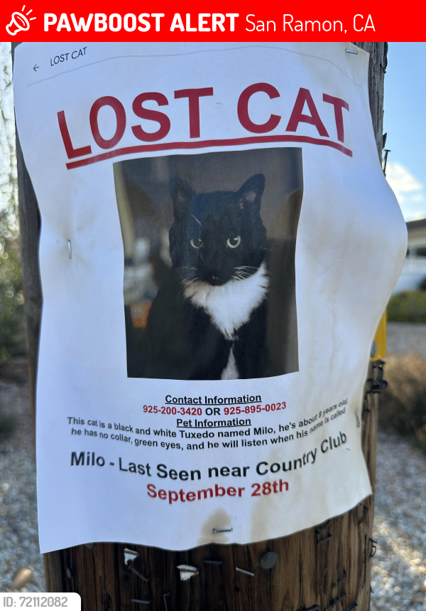 Lost Male Cat last seen Davona drive , San Ramon, CA 94583
