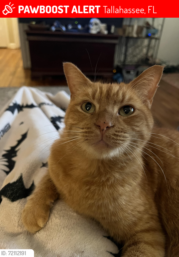 Lost Male Cat last seen Croydon and Raa , Tallahassee, FL 32303