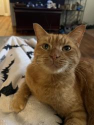 Lost Male Cat last seen Croydon and Raa , Tallahassee, FL 32303