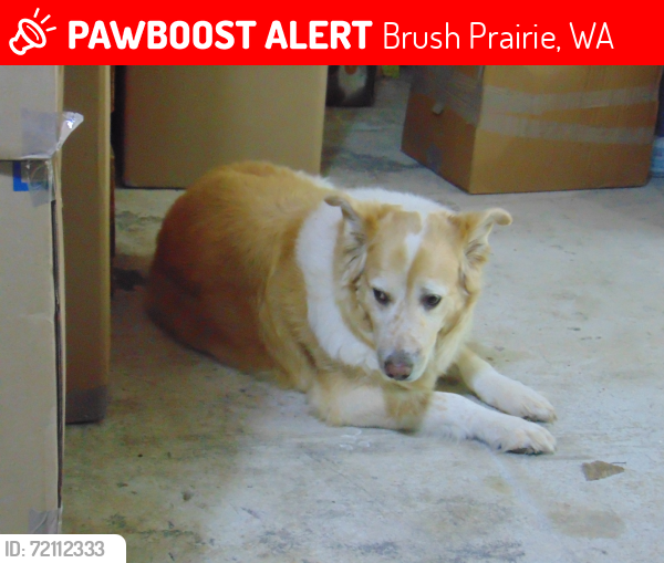 Lost Female Dog last seen Rawson Rd/ Heiness Rd, Brush Prairie, WA 98606