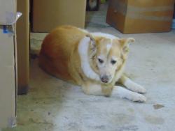 Lost Female Dog last seen Rawson Rd/ Heiness Rd, Brush Prairie, WA 98606