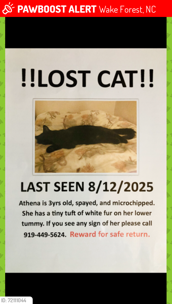Lost Female Cat last seen Walk Rd @ Capital Blvd, Wake Forest NC, Wake Forest, NC 27587