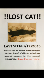 Lost Female Cat last seen Walk Rd @ Capital Blvd, Wake Forest NC, Wake Forest, NC 27587
