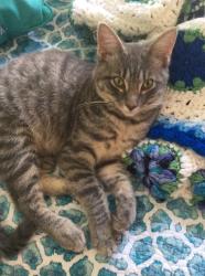 Lost Male Cat last seen Alan Shepherd Ave , Cocoa, FL 32926