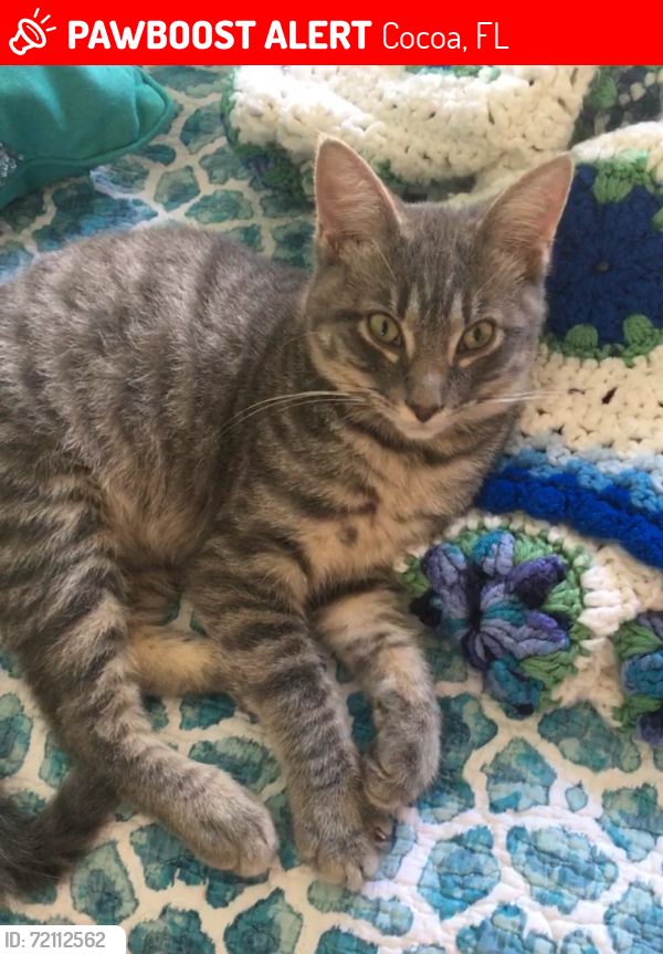 Lost Male Cat last seen Alan Shepherd Ave , Cocoa, FL 32926
