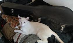 Lost Male Cat last seen Linn, Las Vegas, NV 89110