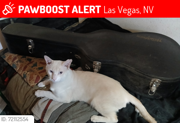 Lost Male Cat last seen Linn, Las Vegas, NV 89110
