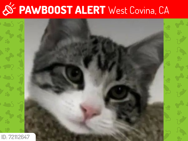 Lost Male Cat last seen Nogales and Valley Blvd , West Covina, CA 91792