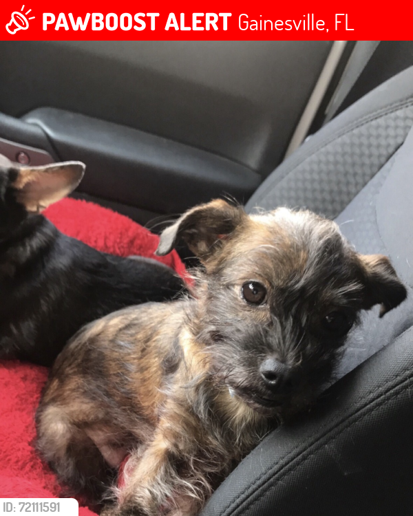 Lost Female Dog last seen Haile Plantation near Publix , Gainesville, FL 32607