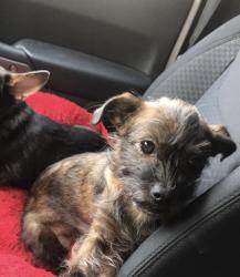 Lost Female Dog last seen Haile Plantation near Publix , Gainesville, FL 32607