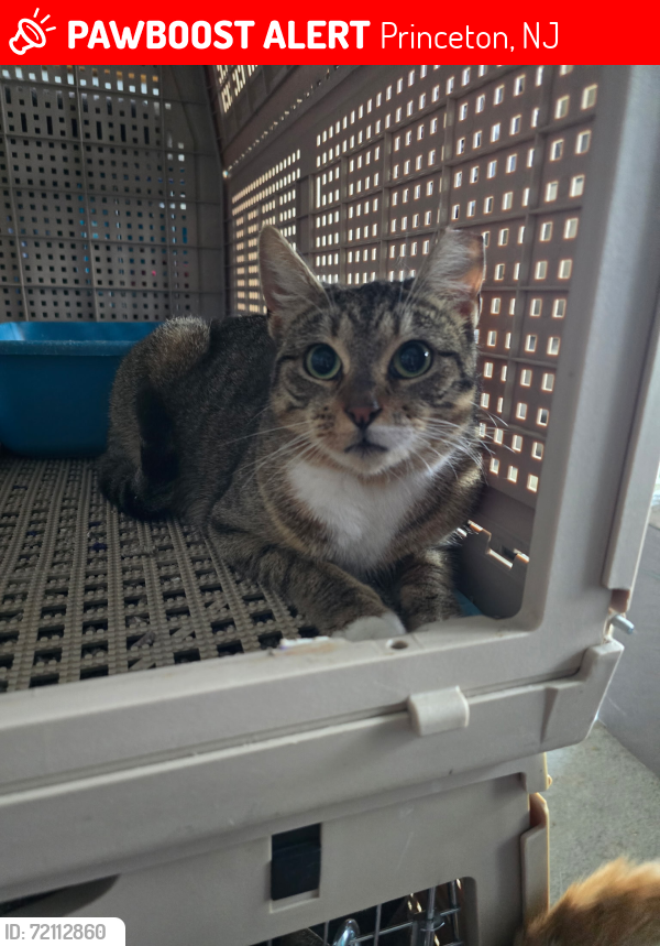 Lost Female Cat last seen woods behind Weber's training school and extended stay America off route 1, Princeton, NJ 08540