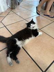 Lost Male Cat last seen Near st and 147th Ave, Miami, FL 33183