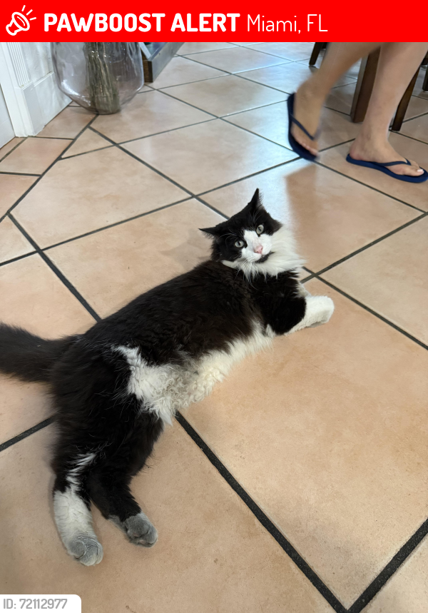 Lost Male Cat last seen Near st and 147th Ave, Miami, FL 33183