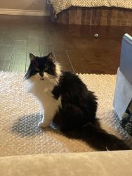 Lost Female Cat last seen Eagle lake dr, about halfway down the street, Azle, TX 76020
