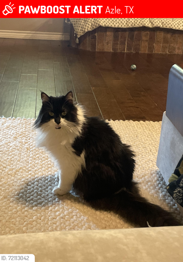 Lost Female Cat last seen Eagle lake dr, about halfway down the street, Azle, TX 76020
