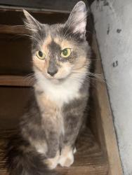 Lost Female Cat last seen Fair Street, Gibson Avenue, Juniper Hill, White Plains, NY 10607