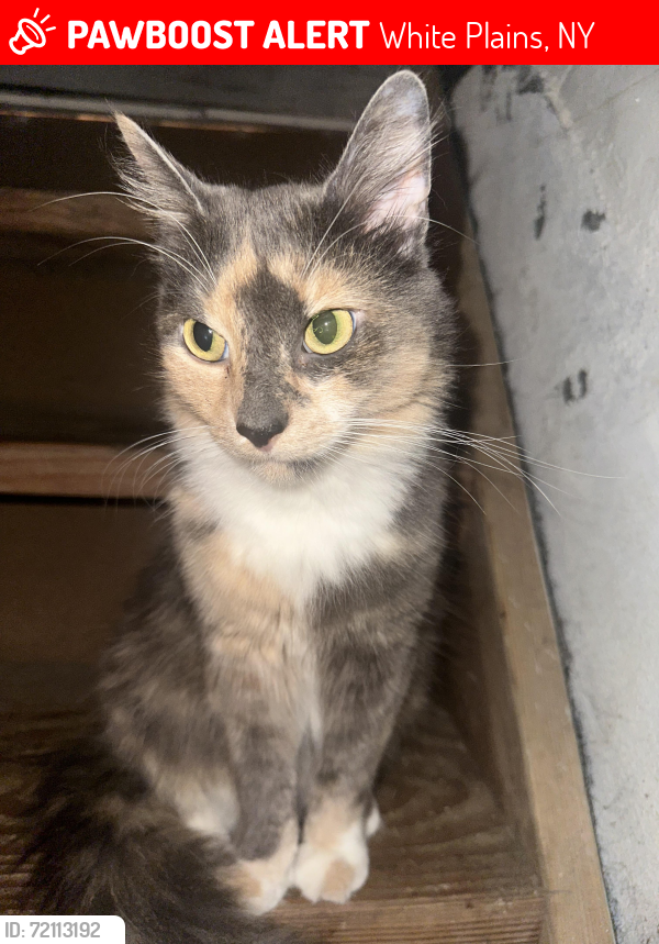 Lost Female Cat last seen Fair Street, Gibson Avenue, Juniper Hill, White Plains, NY 10607
