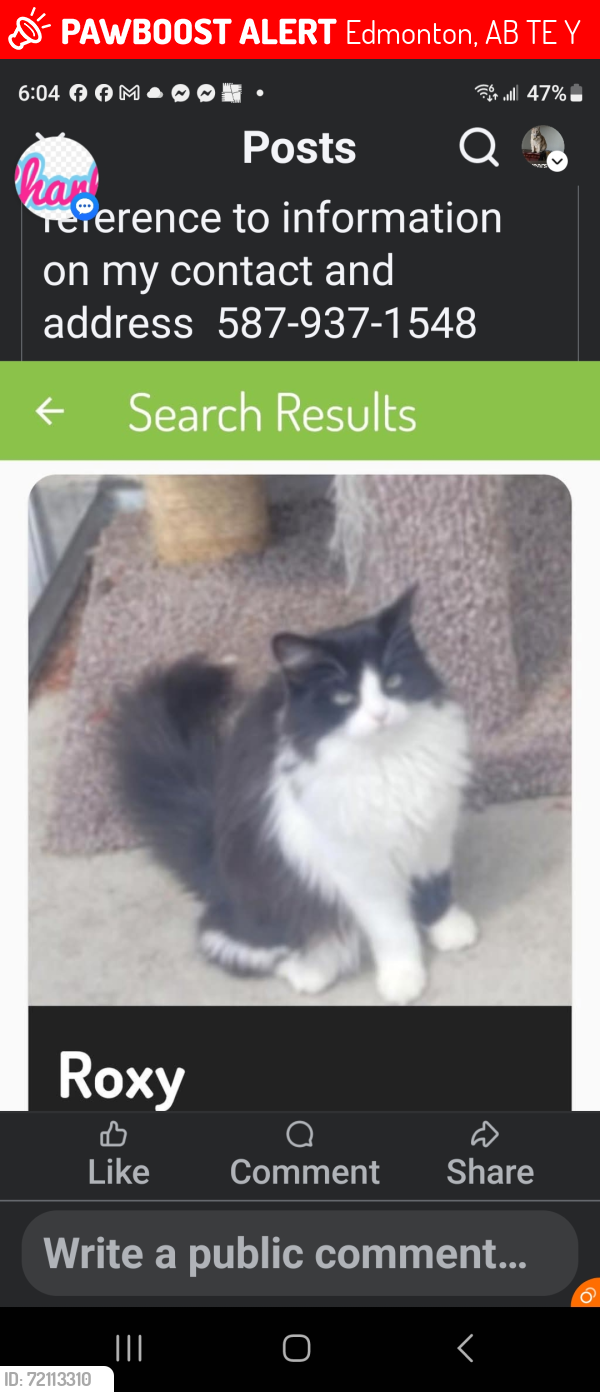 Lost Female Cat last seen Near 83 street nw, Edmonton, AB T5E 2Y6