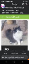 Lost Female Cat last seen Near 83 street nw , Edmonton, AB T5E 2Y6