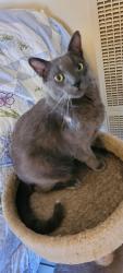 Lost Male Cat last seen 8th St NW and Mountain Rd., Albuquerque, NM 87102