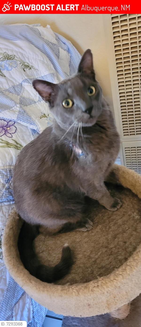 Lost Male Cat last seen 8th St NW and Mountain Rd., Albuquerque, NM 87102